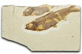 Bargain, Fossil Fish (Knightia) - Wyoming #345478-1